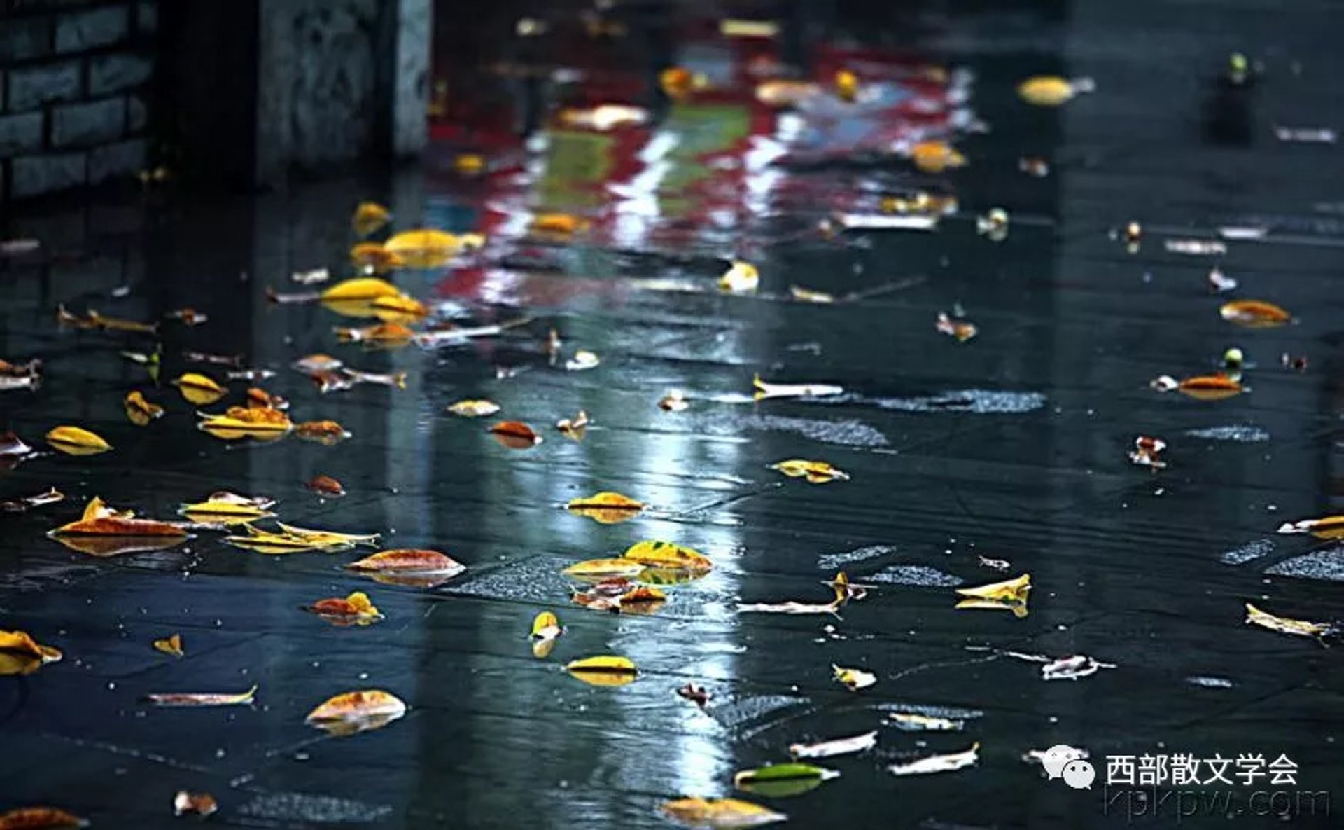 秋雨绵绵